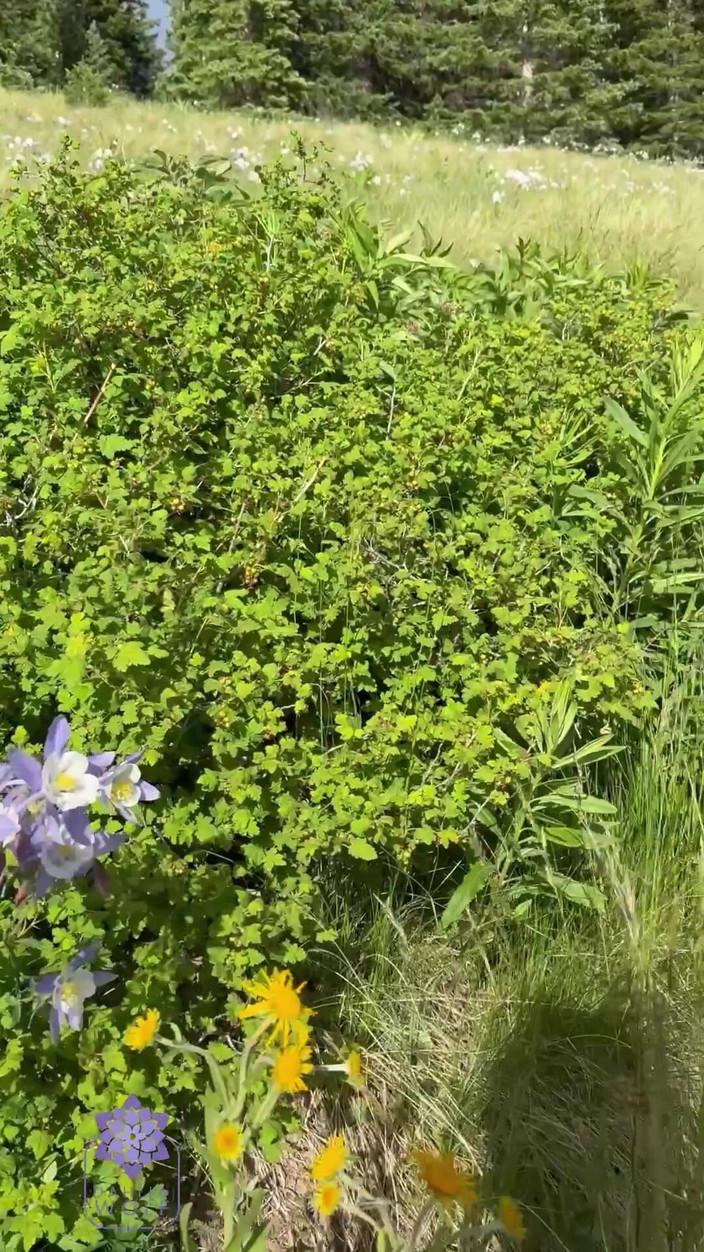 Dahlia Wolf: लगभग पकड़ा गया- हॉट जोड़ा कैंपिंग और लंबी पैदल यात्रा वाला सेक्स टेप