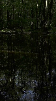 Passeggiata nella foresta di mesmeriza