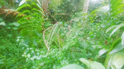 Tharumini_Official: 德西农村女孩在丛林中口交