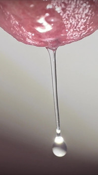 Penis Tropft