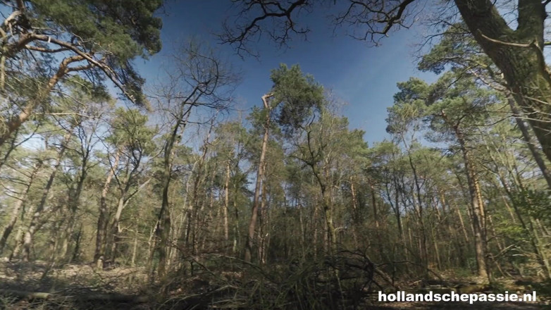 Hollandsche Passie: Ostateczny wentylator - Hollandschepassie