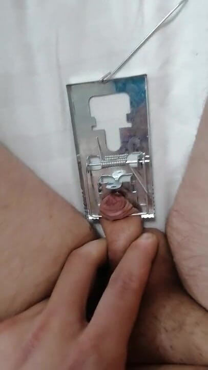 Adashah: Mały penis i pułapka na myszy. Cbt BDSM solo