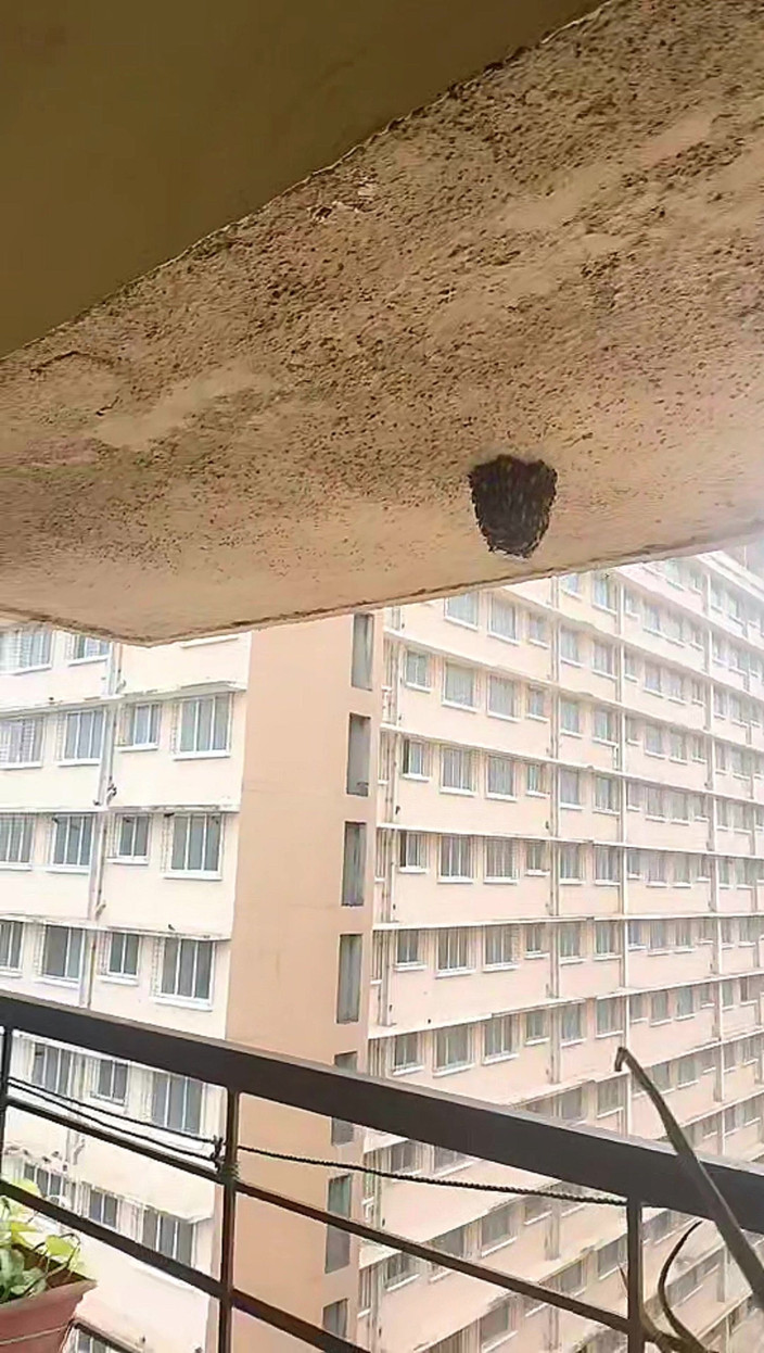 Zoyasazadai: Zoya Shezadi in vacanza oggi in un divertimento a casa...