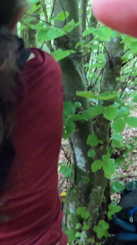 Lutschen und ficken im wald