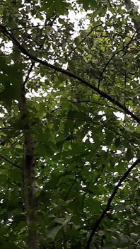 Rischiosa masturbazione lesbica nella foresta