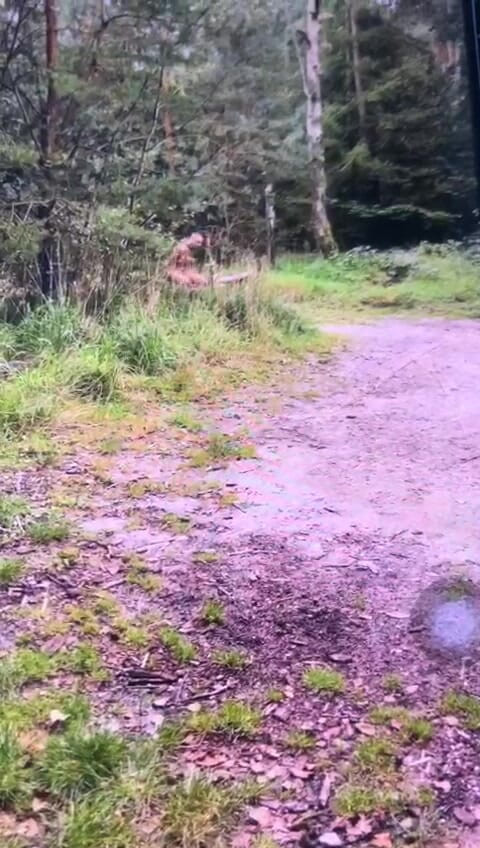 Benb Studio: 벌로 나무에 묶여