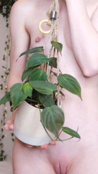 裸体植物