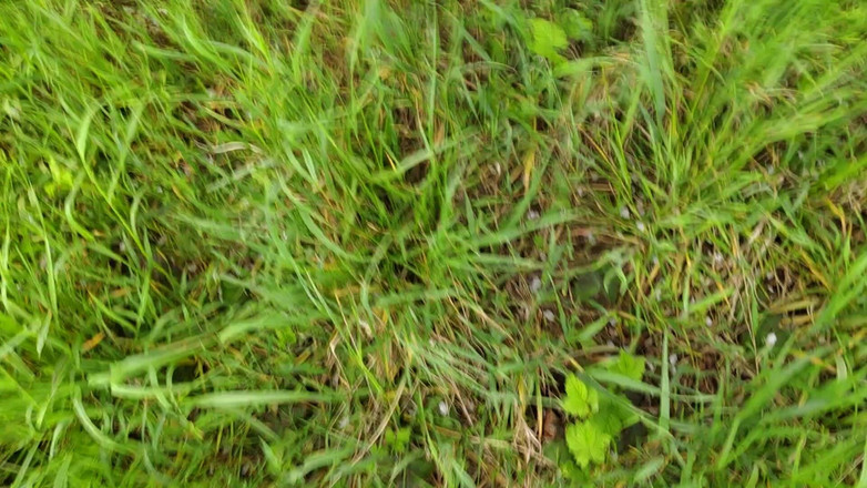 Bayer911: Pie by the Oak