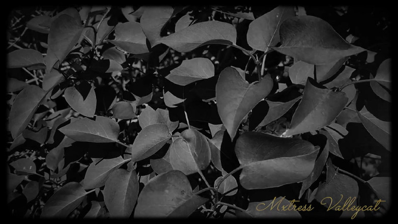 Mxtress Valleycat: 私の奴隷になるための7日間