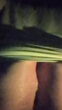 Bubble Butt Spread & Begging - Hole Ready for Your Play
