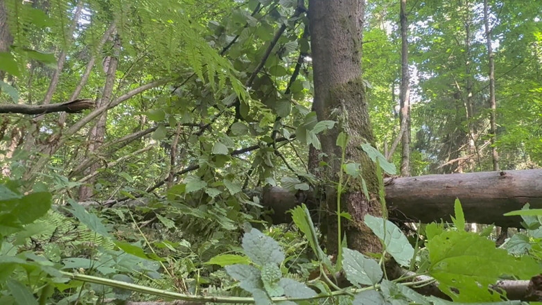 AnnaBUST: 森林小便