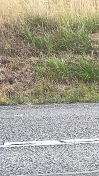 Outdoor Female Exhibitionist: Hitchhiking Flash