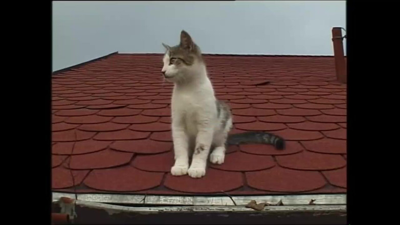 PURZEL TV - our best full movie: Uma festa que terminou bem