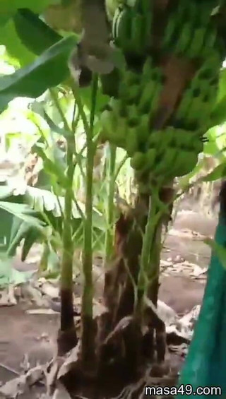 DeadBattery: Zia assieme al suo amante catturata dal marito