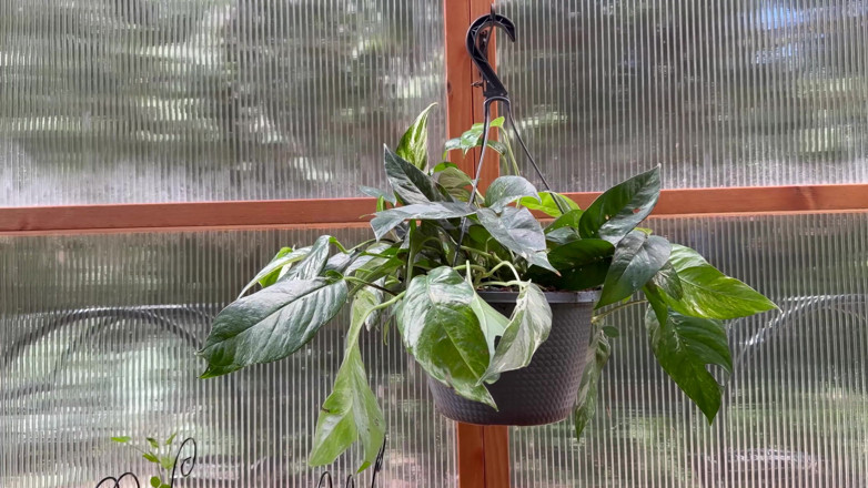 Destination Kat: Spring Greenhouse Tour