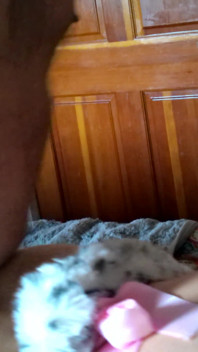 Dogging the Kitten