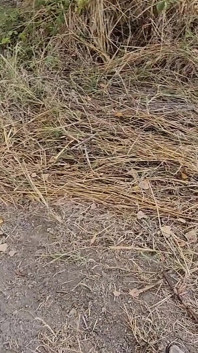 I Have a Phobia of Snakes, but Not of This One I Found in the Woods