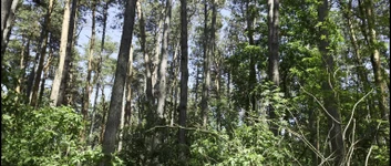 Mesmeriza 23 01 Mov bioscoopclip