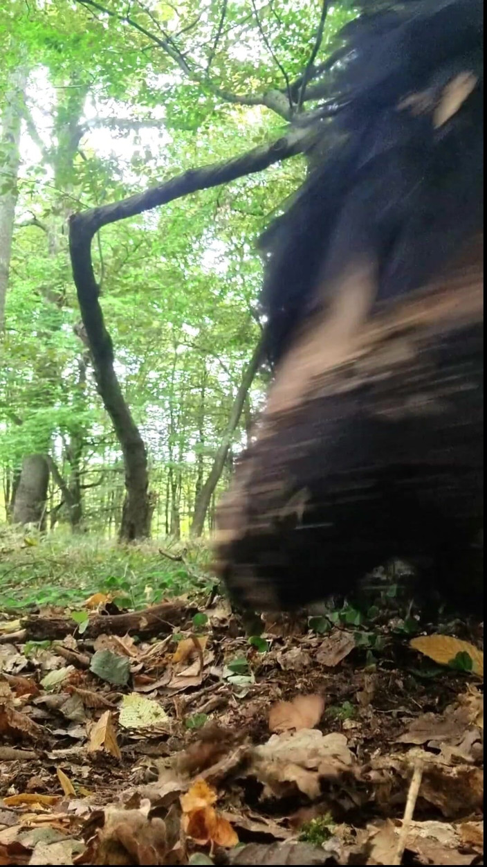 Mania Pigmilk: Gothfee mette la spina nel suo culo, all'aperto nella foresta