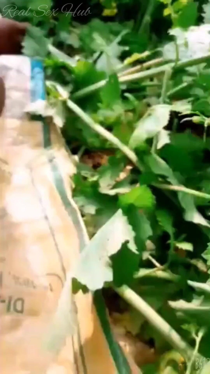 Real sex hub: Hintli dükkan hizmetçisi açık havada çiftlikte sahibiyle aldatıyor