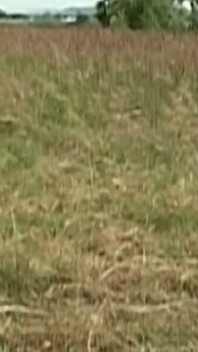 Dipendenti da culi scena-3 coppia muscolosa si diverte a scopare in campagna.