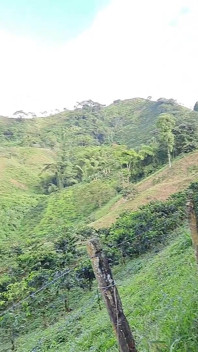 Letupan Air Mani Panas Di Hutan