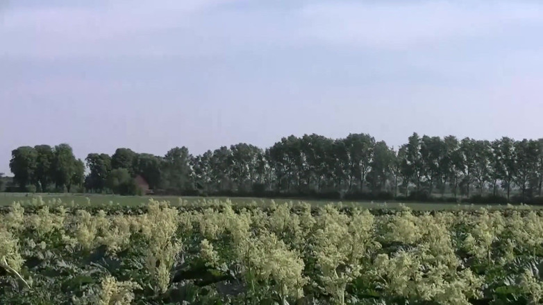 German Full Movies: Nepořádek v prasečím farmáři hledá ženu, která by šukala