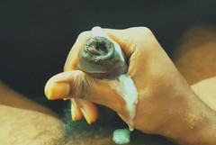 Sex art straight: Sperma grosso caldo gocciolante pronto per entrare all'interno di fighe...