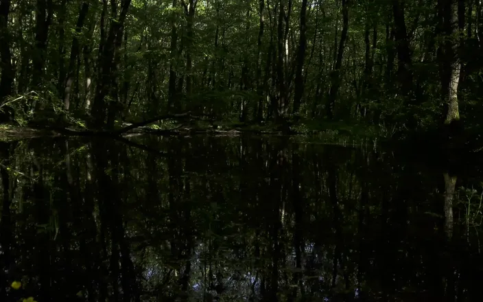 Mesmeriza: Mesmeriza Forest Walk