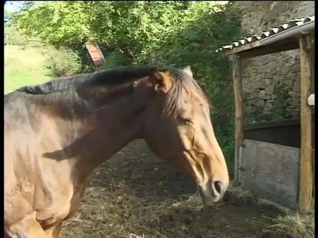 Forte porno TV xxx - (Just the best full movies): Лицарі сексу - (повний фільм)