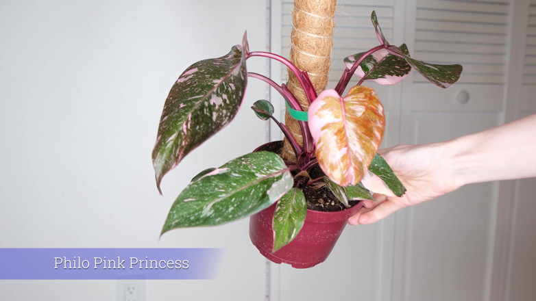 Destination Kat: July Plants