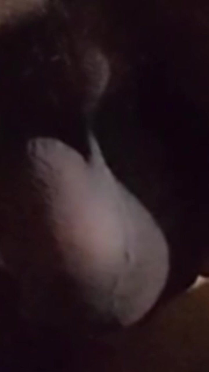 Rajdelhi97: 哥与朋友女巫的新性爱视频