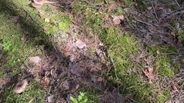 Video porno buatan sendiri terbaik