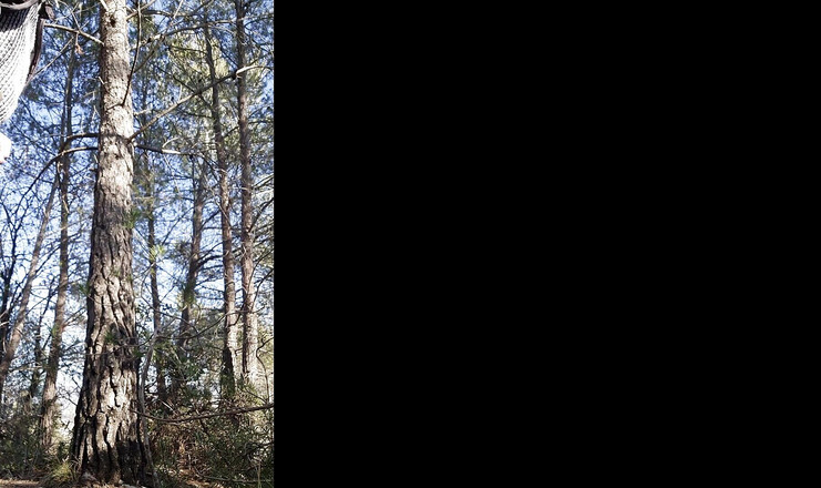 Giodicaprio: Pelacur luar