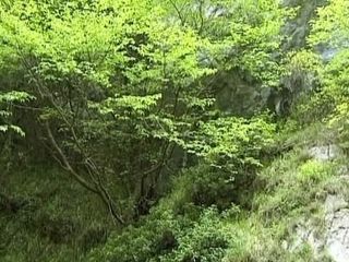 Porno kino: German Sluts Love Deepthroating in Forest Threesome