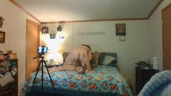 Satin Lady: Jrock乱搞缎面女士愚蠢