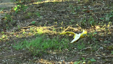 German Full Movies: Kongkek tembusan berganda kotor dalam pakaian dalam merah