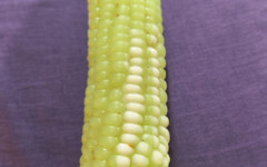 HerculesnVENUS: Labor Day Bash gevoed met dikke hoer maïs nu doet...