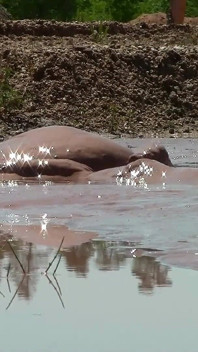 Mandi lumpur di lubang pasir dengan lumpur cokelat yang dalam, lembut.