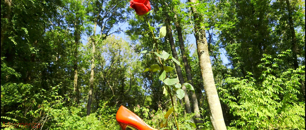 Mesmeriza: Kompilacja Mesmeriza 12 Wyspa Zapomnienia