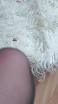 Giantess küçülen iş arkadaşlarıyla saklambaç oynuyor
