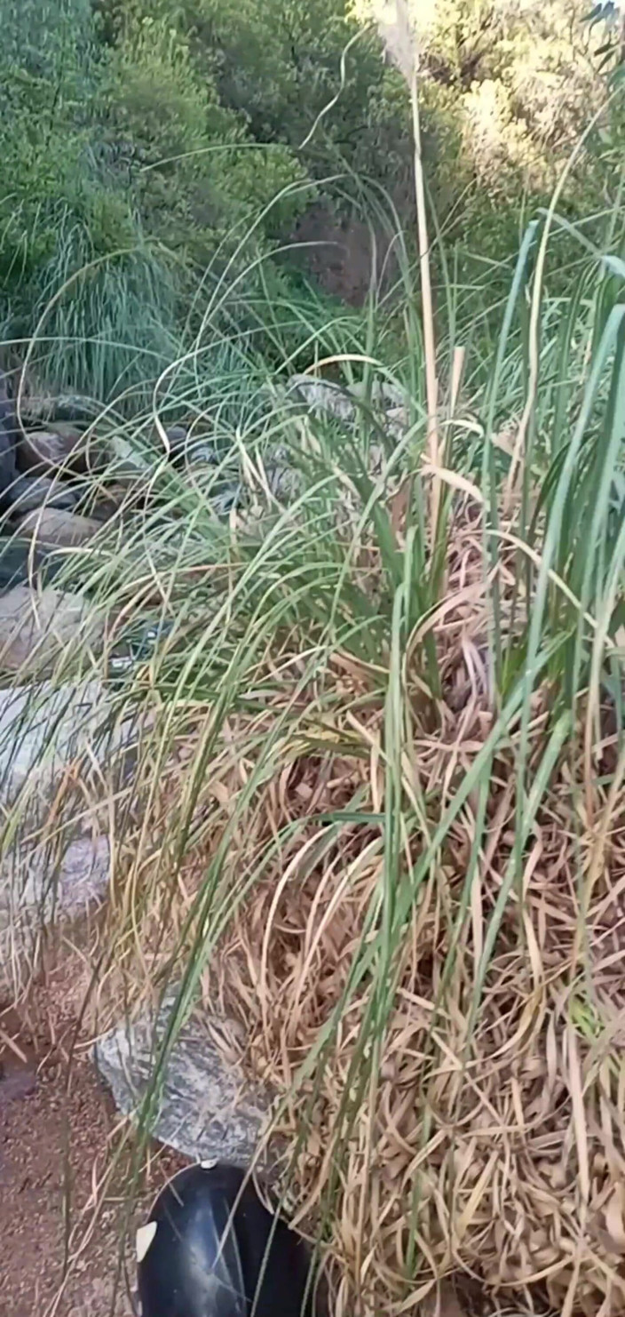 Nalgona Hot Wife: Anale sul fiume durante l'escursione