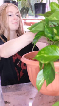 植え替え中におしっこをする