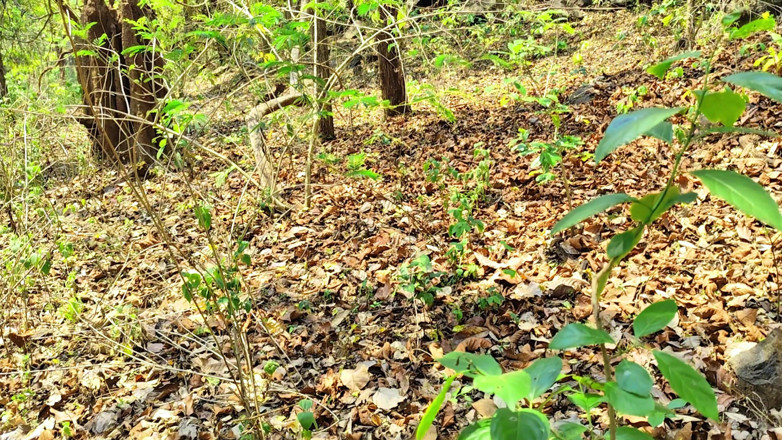 Ankush raj: Ritika était partie se promener dans la forêt pour battre le...