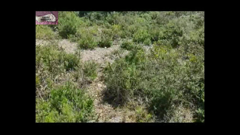 Casal Gresopio Female: घर्षण 3