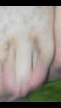 Jiggle