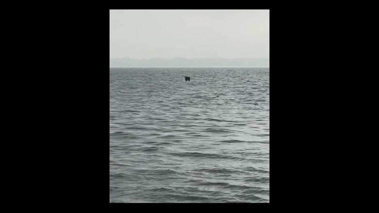 Suzy Wylde: 0 cewek kelaiman suzy wylde memohon memeknya untuk dicambuk