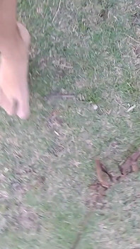 Barefoot Nature Walk
