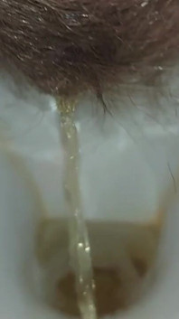 Pissing Housewife