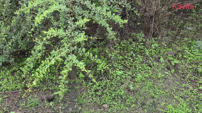 Kavita _zawazawi: Kavita si tante seksi india dientot gaya doggy di hutan...